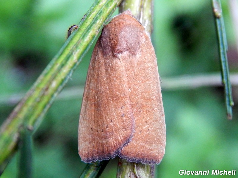 Noctuidae da ID2
